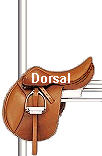 Dorsal