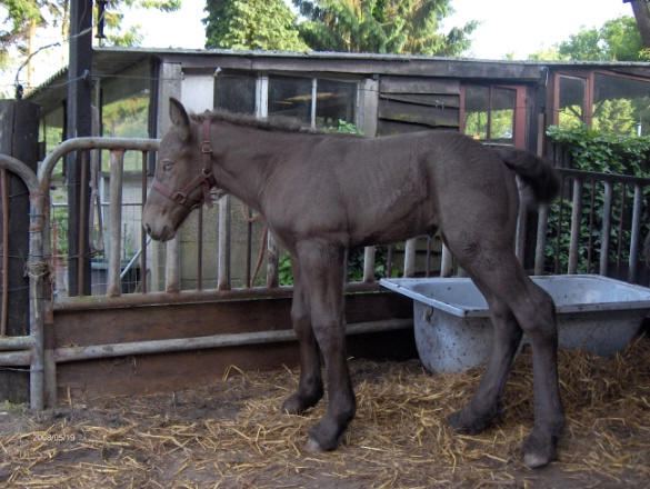 Dutch Draft horse foal.